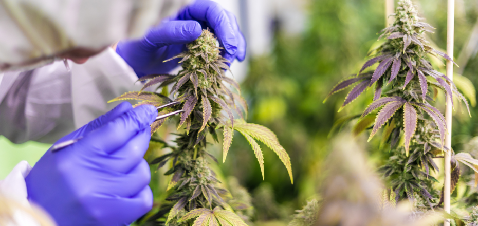 CBD Medical Uses Exploring Applications and Benefits in Healthcare