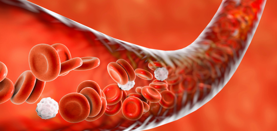 How to Support Healthy Circulation for Improved Cardiovascular Wellness
